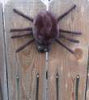 Attack Spider